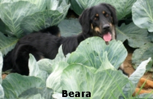Beara