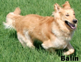 Balin
