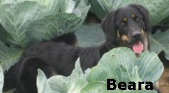 Beara