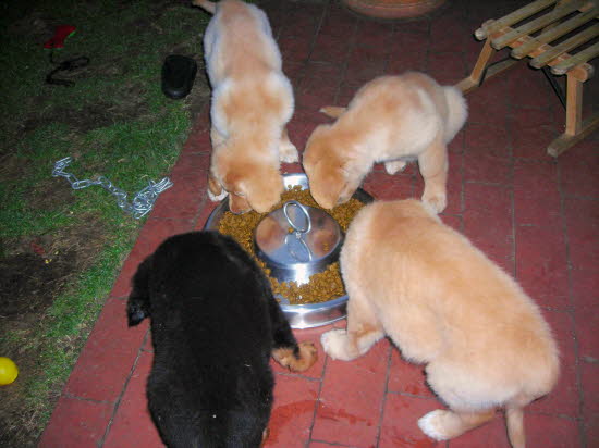 am Abend: der kleine Rest bekommt sein Futter